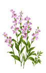 花草水墨画