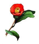 花朵素材