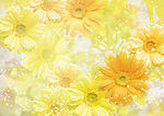 菊花梦幻素材