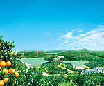 果园 脐橙