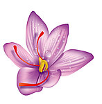 藏红花