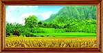 野外风景 麦田风景