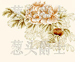牡丹花