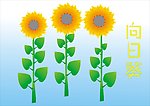 向日葵