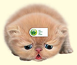 小猫