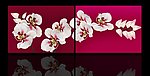 无框画蝴蝶兰