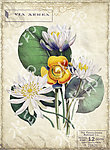 欧美怀旧花卉