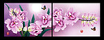 无框画兰花蝴蝶兰花