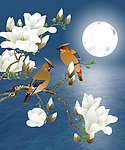 玉兰花