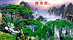 黄山迎客松
