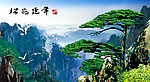 黄山迎客松