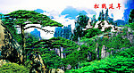 黄山迎客松