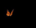 蝴蝶带通道遮罩视频