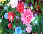 标清牡丹花开富贵牡丹