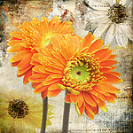 欧美风格花卉装饰画