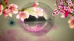 中国风水墨画桃花视频