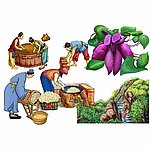 紫薯 红薯 地瓜