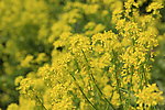 油菜花