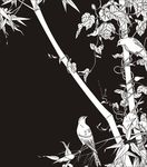 花鸟 竹林鸟 牵牛花 