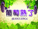 绿色葡萄 植物