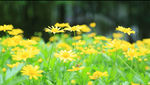 小菊花 高清