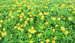 小菊花 高清