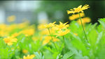 小菊花