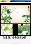 白色莲花（矢量图高清分层）