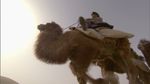 丝绸之路 沙漠丝路 骆驼