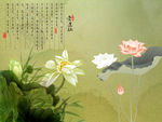 中国风 荷花