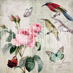 欧美花鸟装饰画