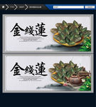 金线莲 创意中国风