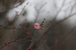梅花