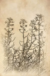 油画花卉