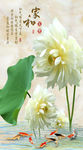 家和九鱼莲花玄关