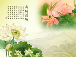 荷塘清趣荷花