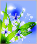 罗兰花