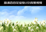 高清1080动态百合花视频素材