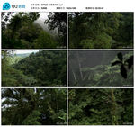 航拍森林热带雨林视频