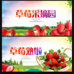 草莓