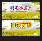 油菜花