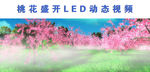 桃花园LED动态视频