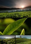 茶园采茶叶视频素材