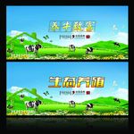 绿色养殖 牛