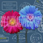 欧美花卉装饰画 非洲菊