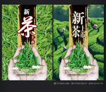 新茶上市