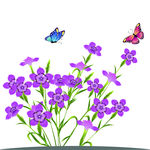 信子花