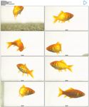 鱼缸金鱼