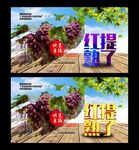 采摘园 红提