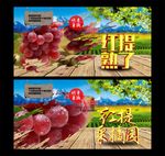 红提采摘园